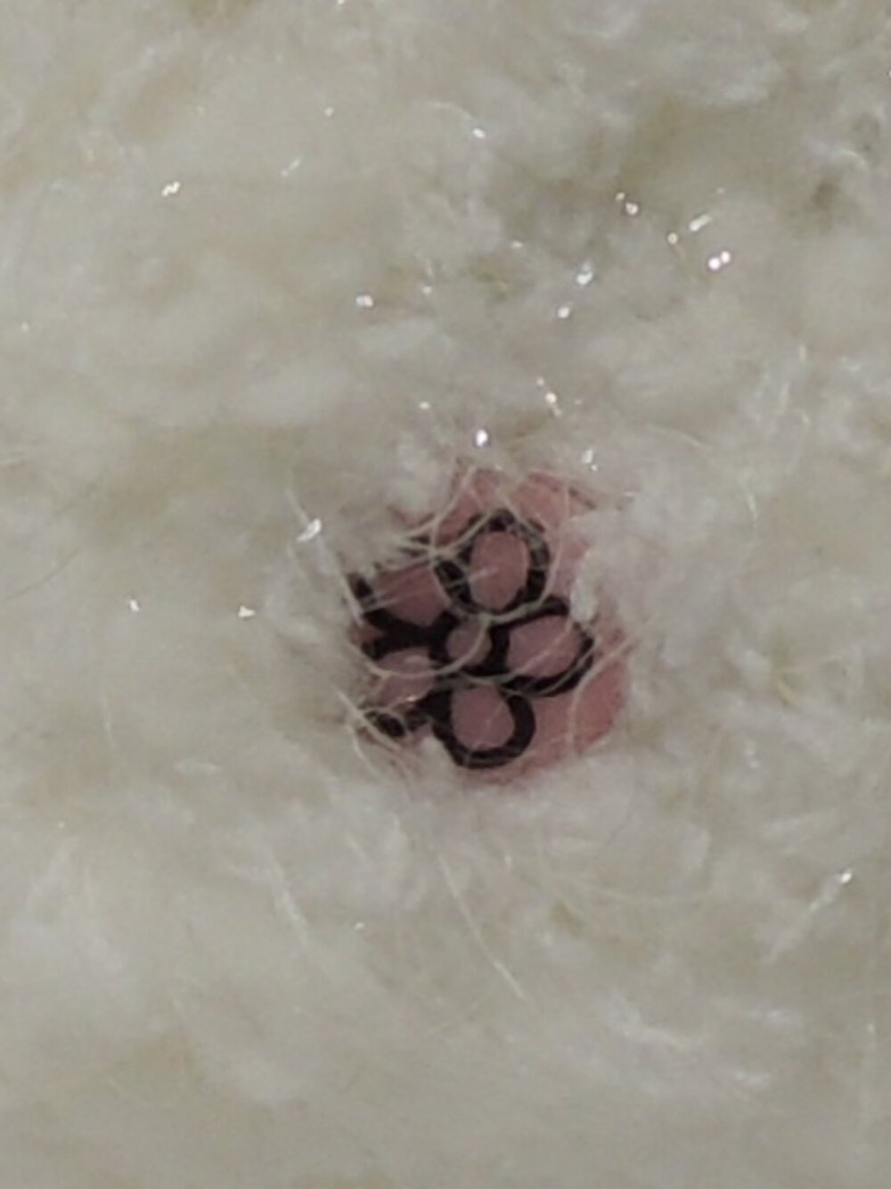 Buttfreckle - Picture 3 of 6